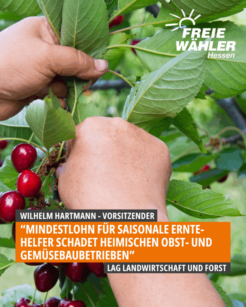Mindestlohn für saisonale Erntehelfer schadet heimischen Obst- und Gemüsebaubetrieben in Hessen